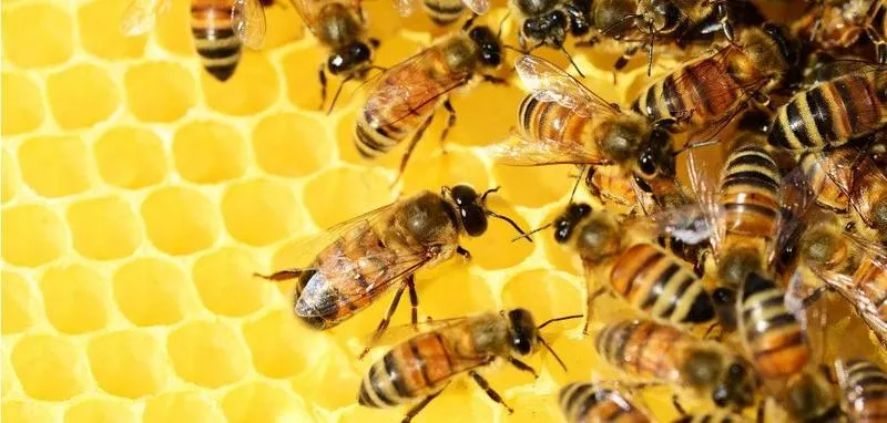 Wyposażenie i narzędzia pszczelarskie