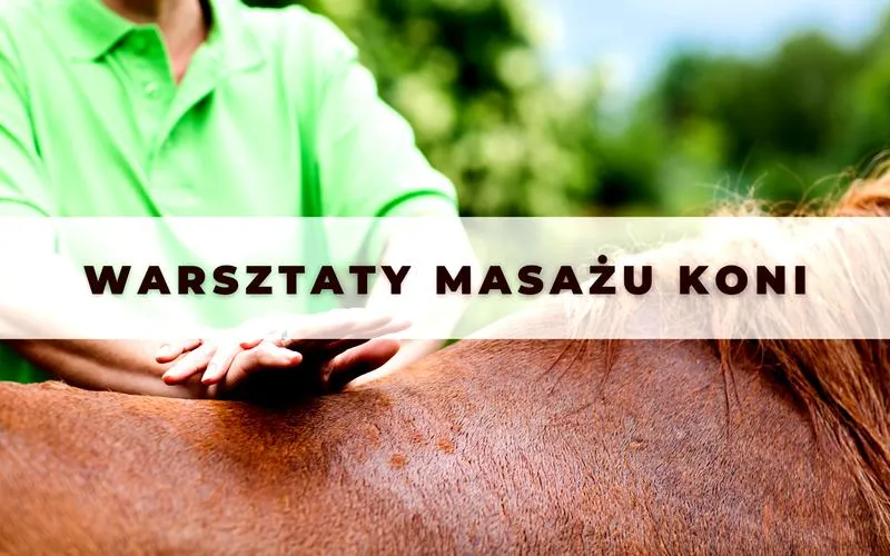 Zarobki masażysty koni